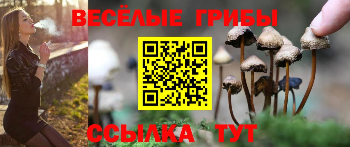 Курчалой  Псилоцибиновые грибы ЛСД  Вход с VPN 